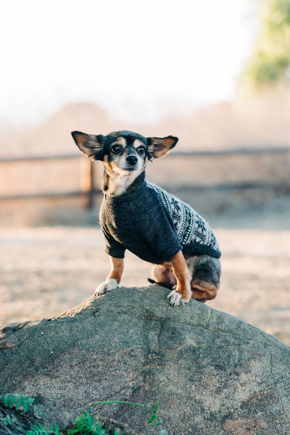 Small chihuahua wearing a knit sweater poses confidently on a large rock outdoors.