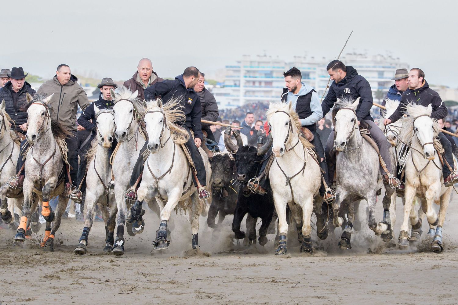 Riders on white horses surround a black bull during a traditional Camargue bull herding event on a sandy beach.