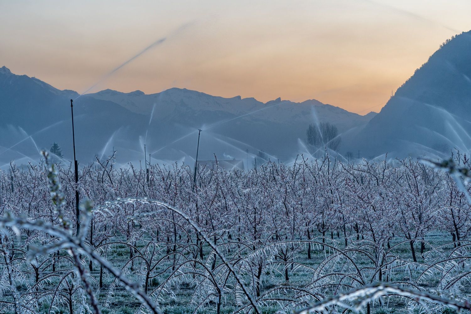 Frost-covered orchard with sprinklers active at dusk, misty mountains in background under orange sky.