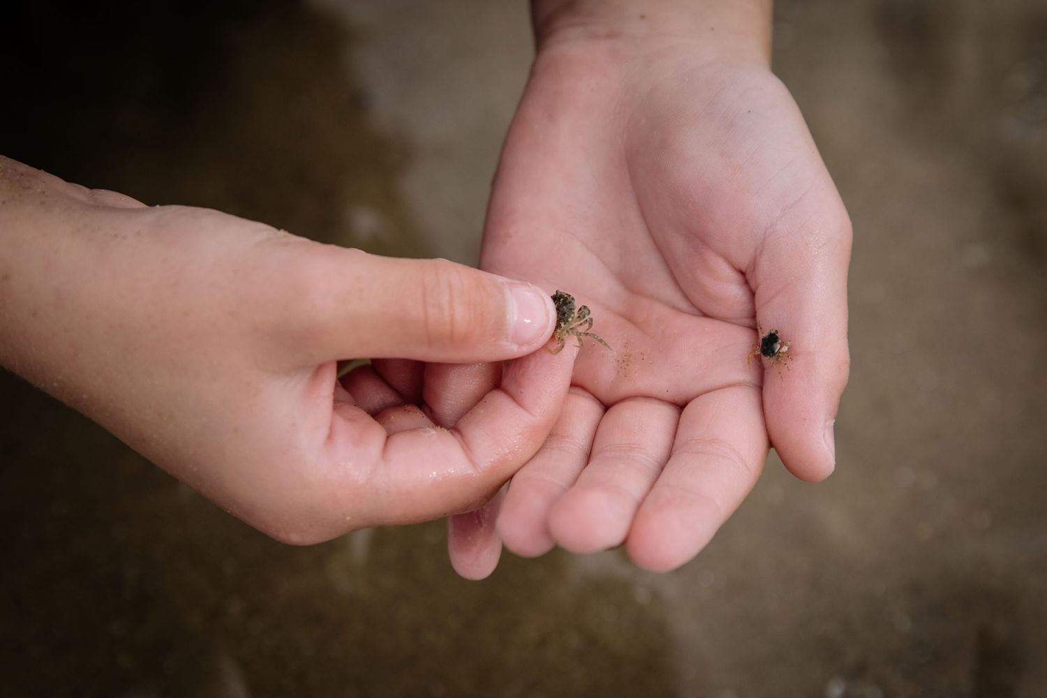 Close-up view of hands holding tiny seashells found on the beach.