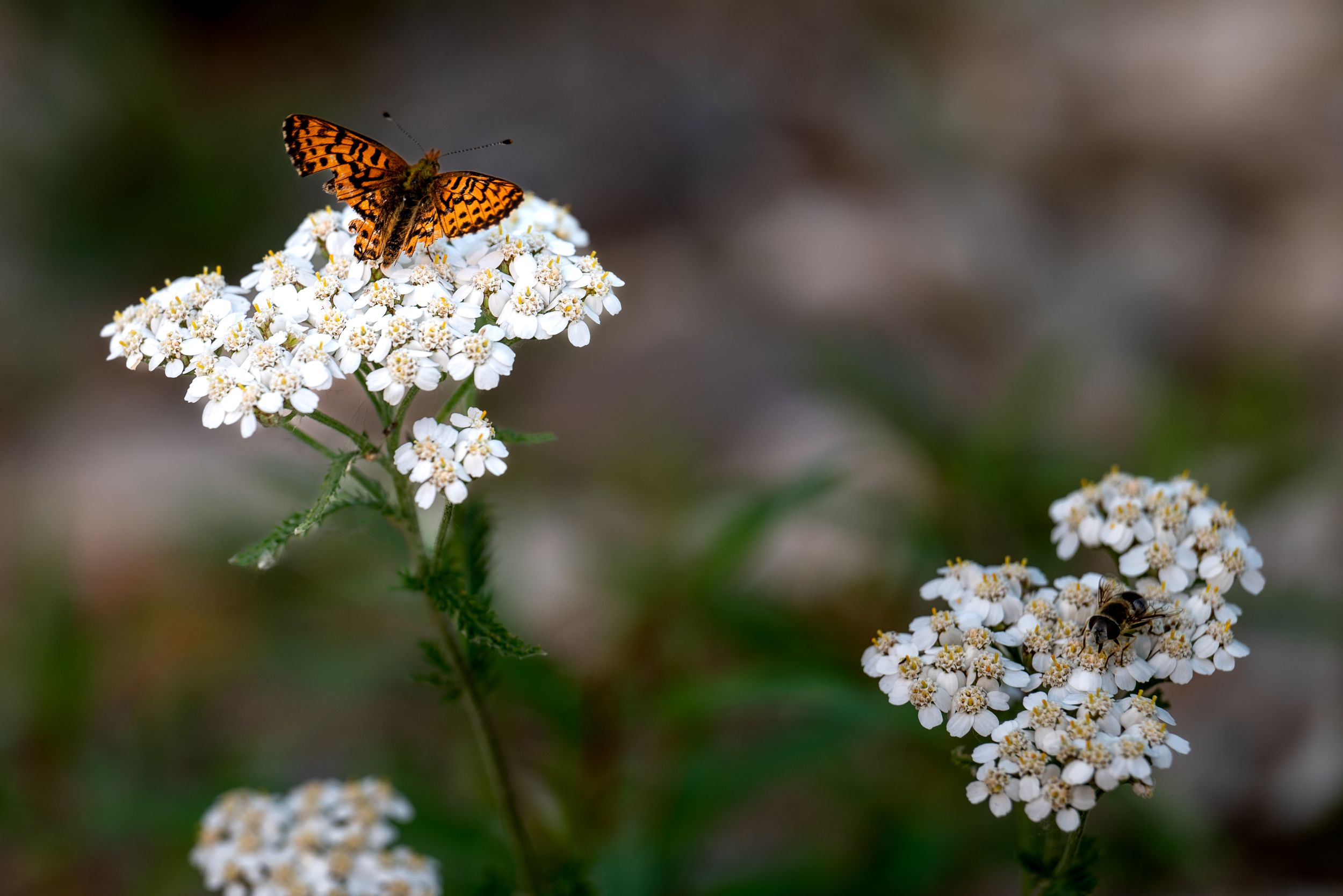 An orange monarch butterfly perched on delicate white yarrow flowers with a soft blurred background.