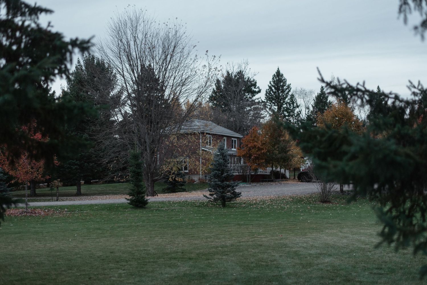 A rural property with houses nestled among evergreen trees on an overcast autumn day.