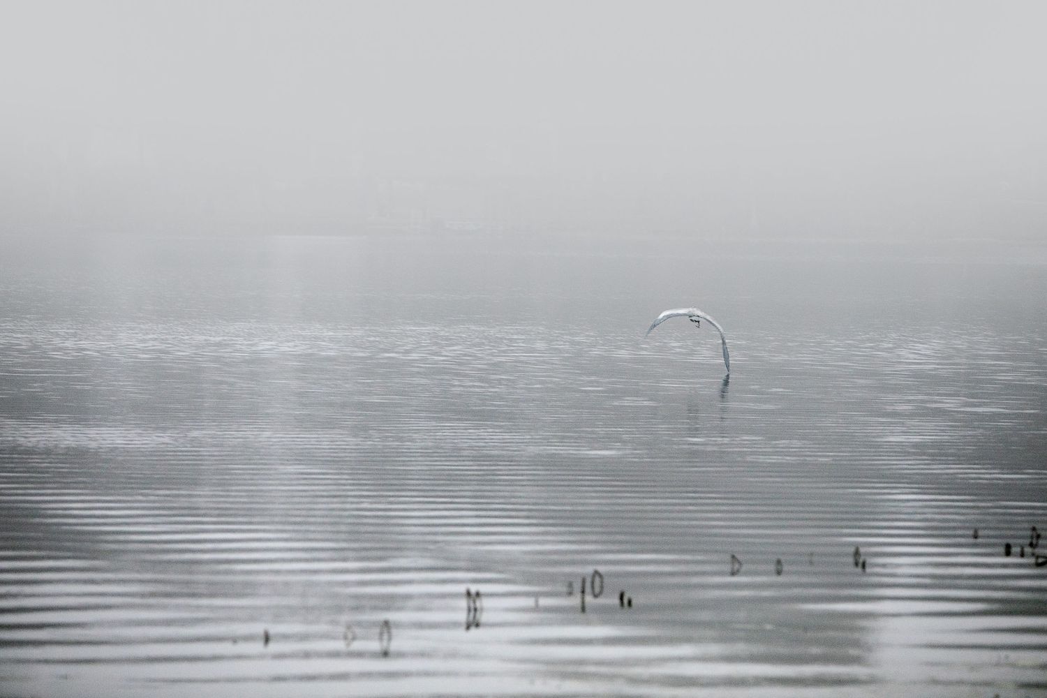 Lake Virginia on a foggy morning
