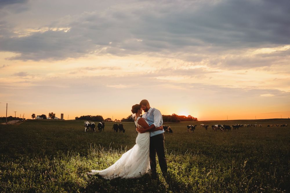 Wedding couple kissing in a field in front of cows