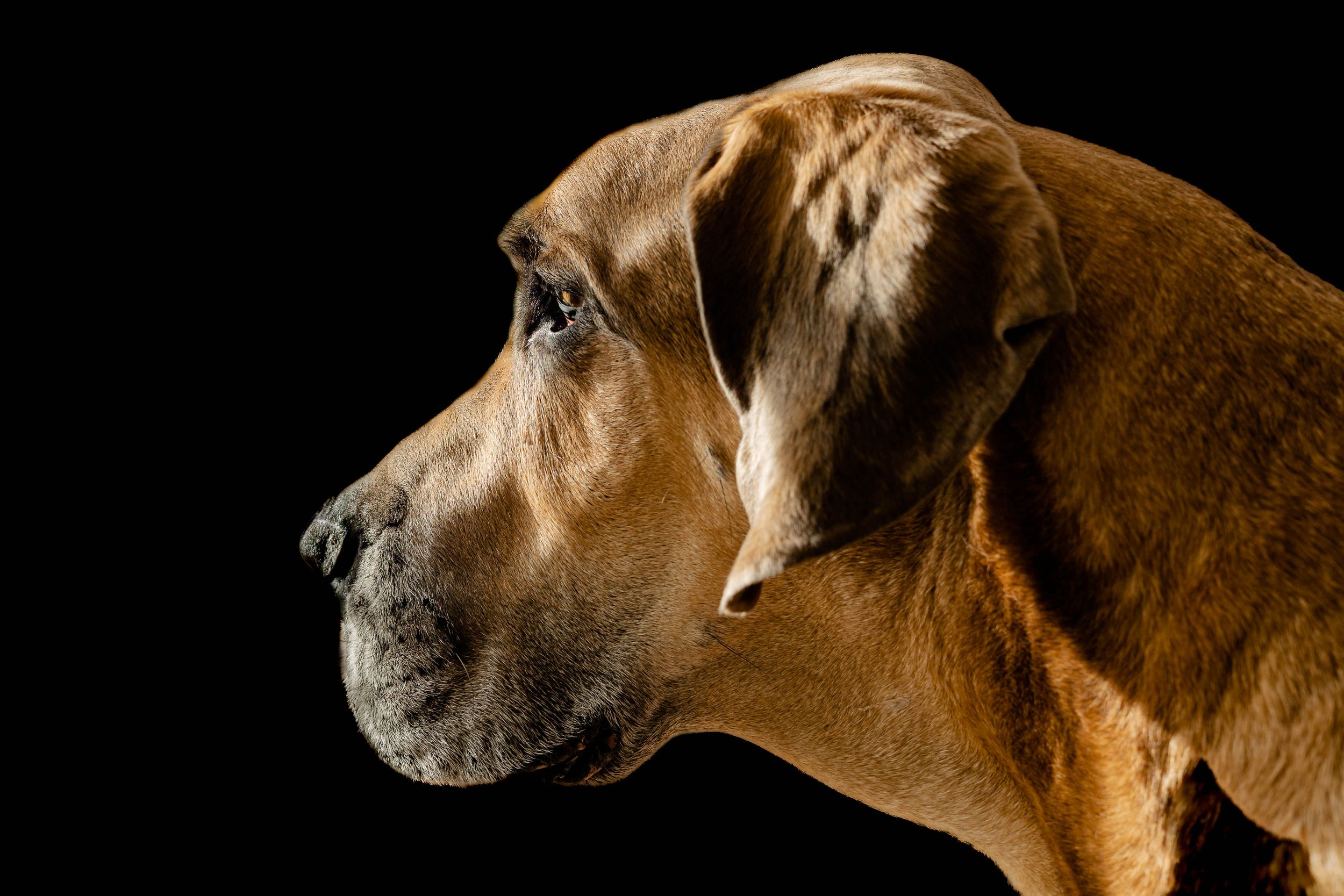 Side profile of a brown Great Dane against a dark background highlighting its majestic features.