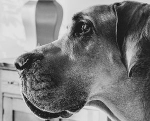 Detailed black and white close-up of a Great Dane's face showing its expressive eyes.