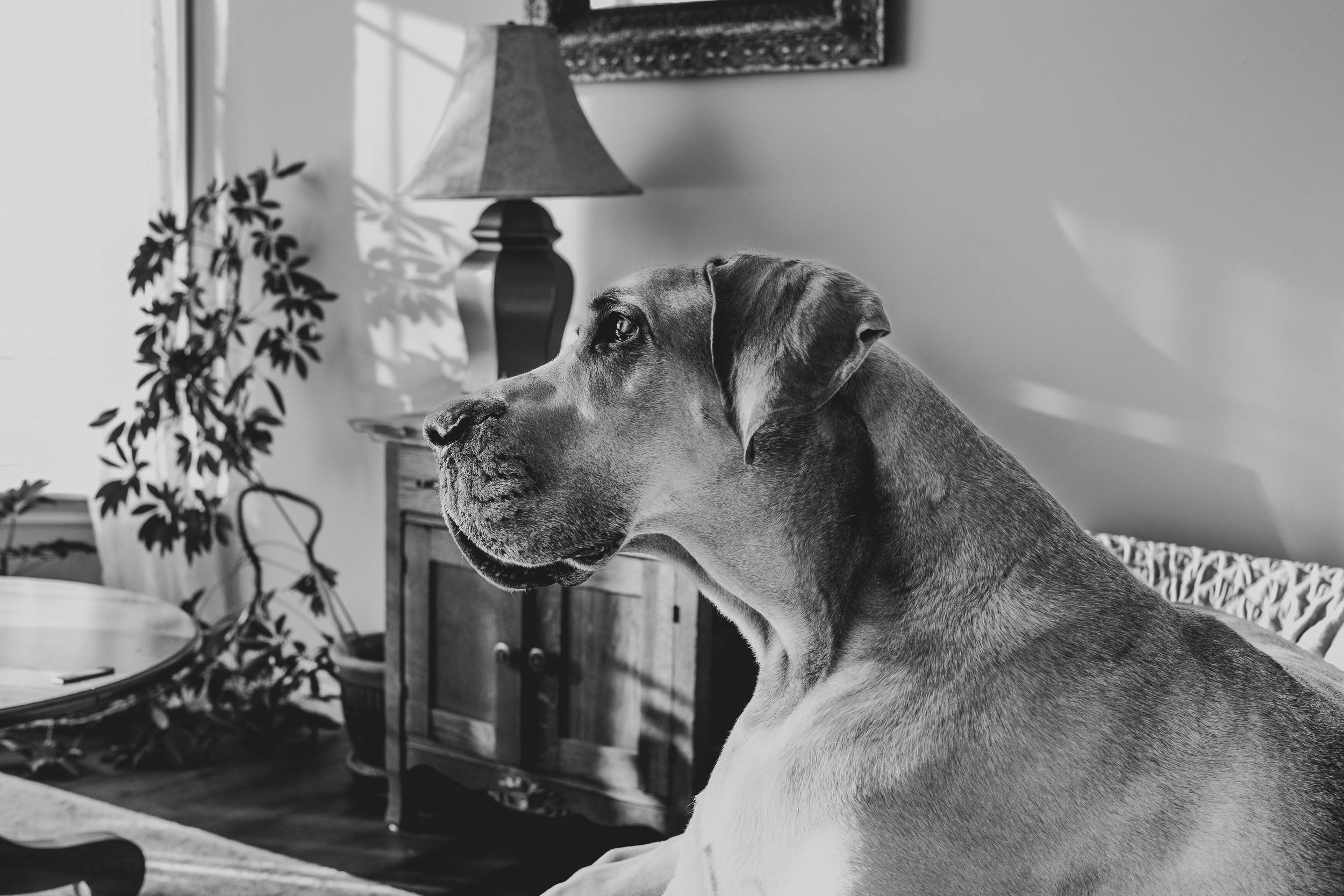 Great Dane relaxing in a home interior with a lamp and houseplant visible in the background.