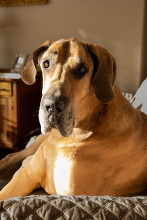 Portrait of a fawn Great Dane lounging on a quilted cushion in warm indoor lighting.