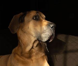 Dramatic side profile of a Great Dane's head against a dark background.