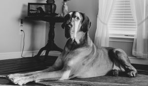 Multiple views of a relaxed brown dog lounging on the floor in a sunlit room.
