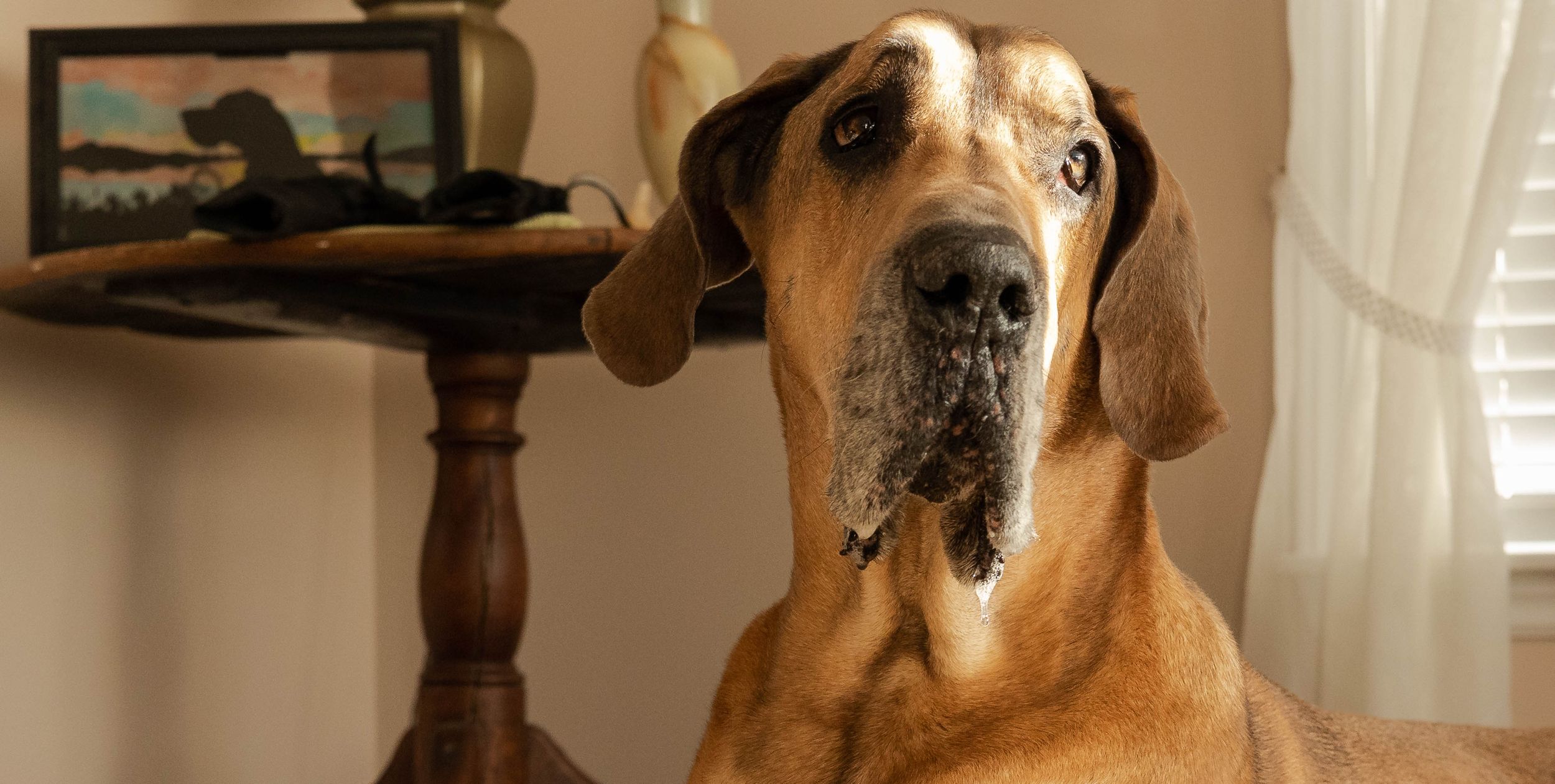 A large brown dog lying on a wooden floor near a window with sunlight streaming in.