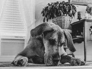 Black and white photos of a dog resting on the floor near venetian blinds.