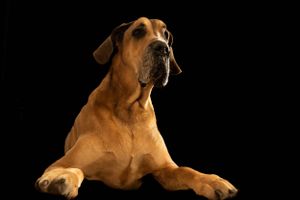 Side profile shots of a brown dog with expressive facial features against a black background.