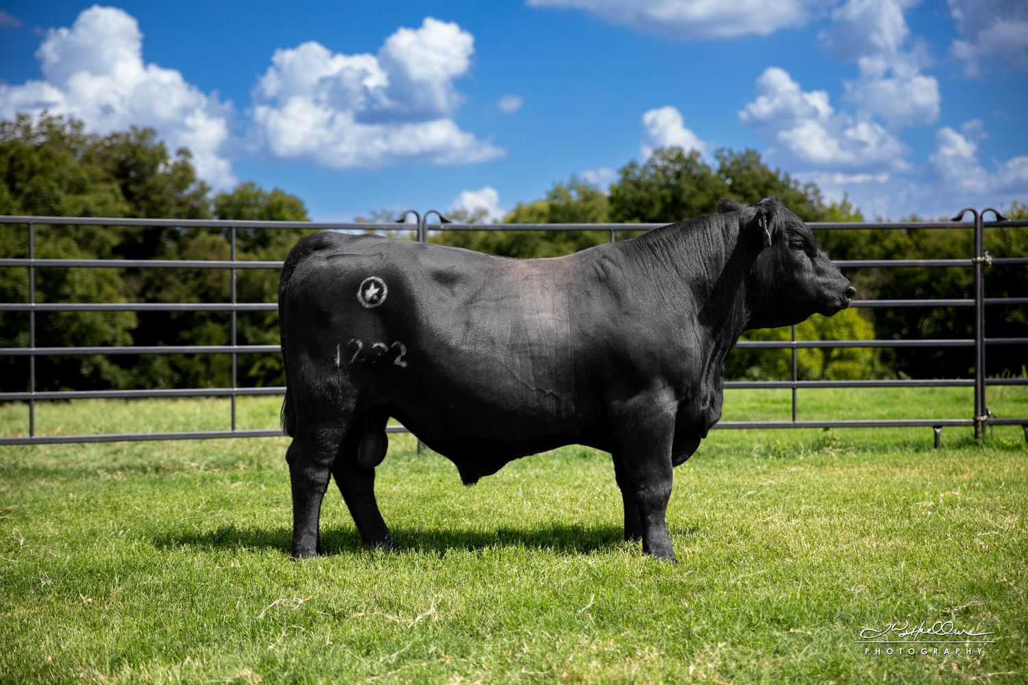 Black Angus bull standing proudly in green pasture with metal fence and summer sky.