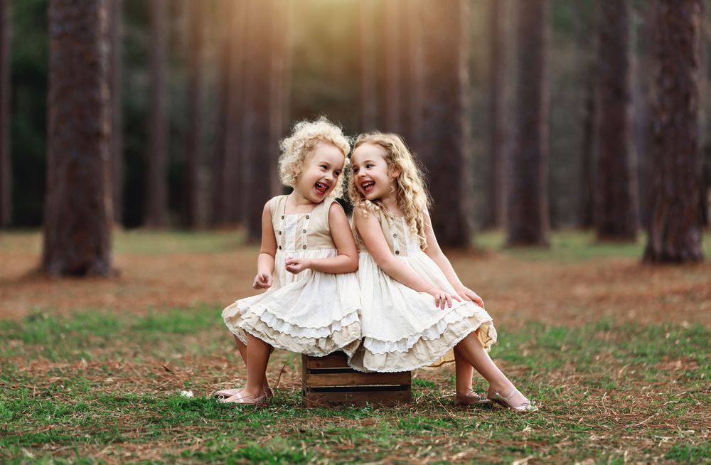 Sunlit pine forest scene with soft natural lighting.