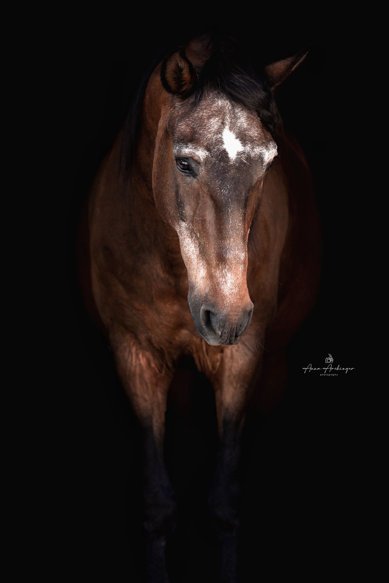 Dramatic low-key portrait of a bay horse with white facial markings on black background.