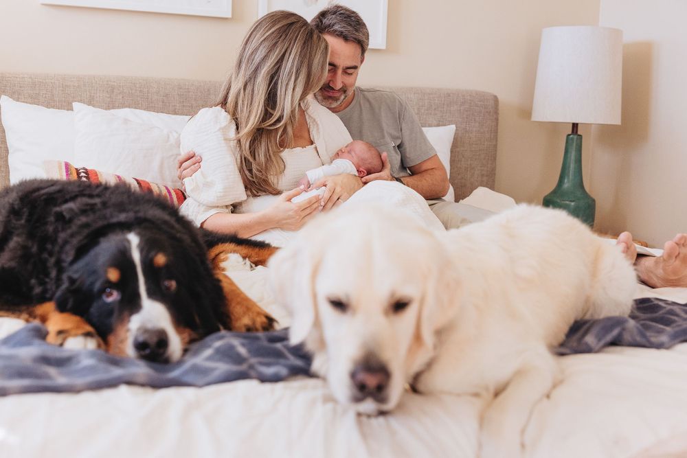 A couple relaxes on a bed with their Bernese Mountain Dog and white Labrador Retriever.