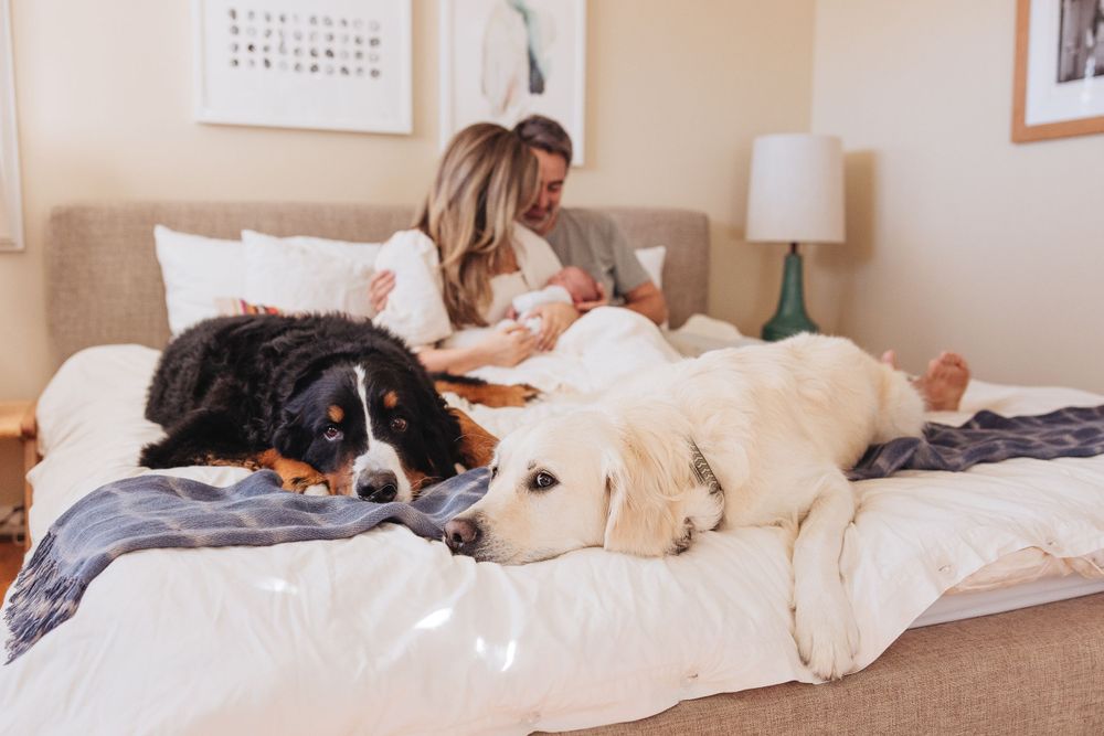 Two dogs lounging on a comfortable bed with their owners in the background.
