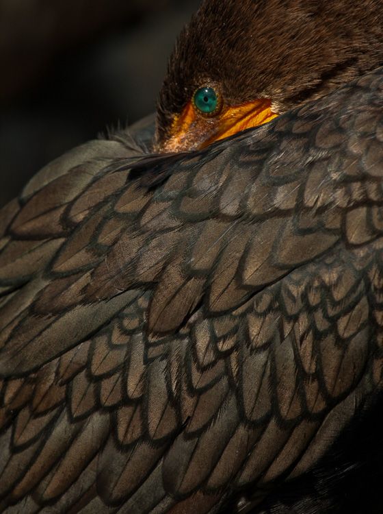 Cormorant Wing, Everglades National Park, Florida