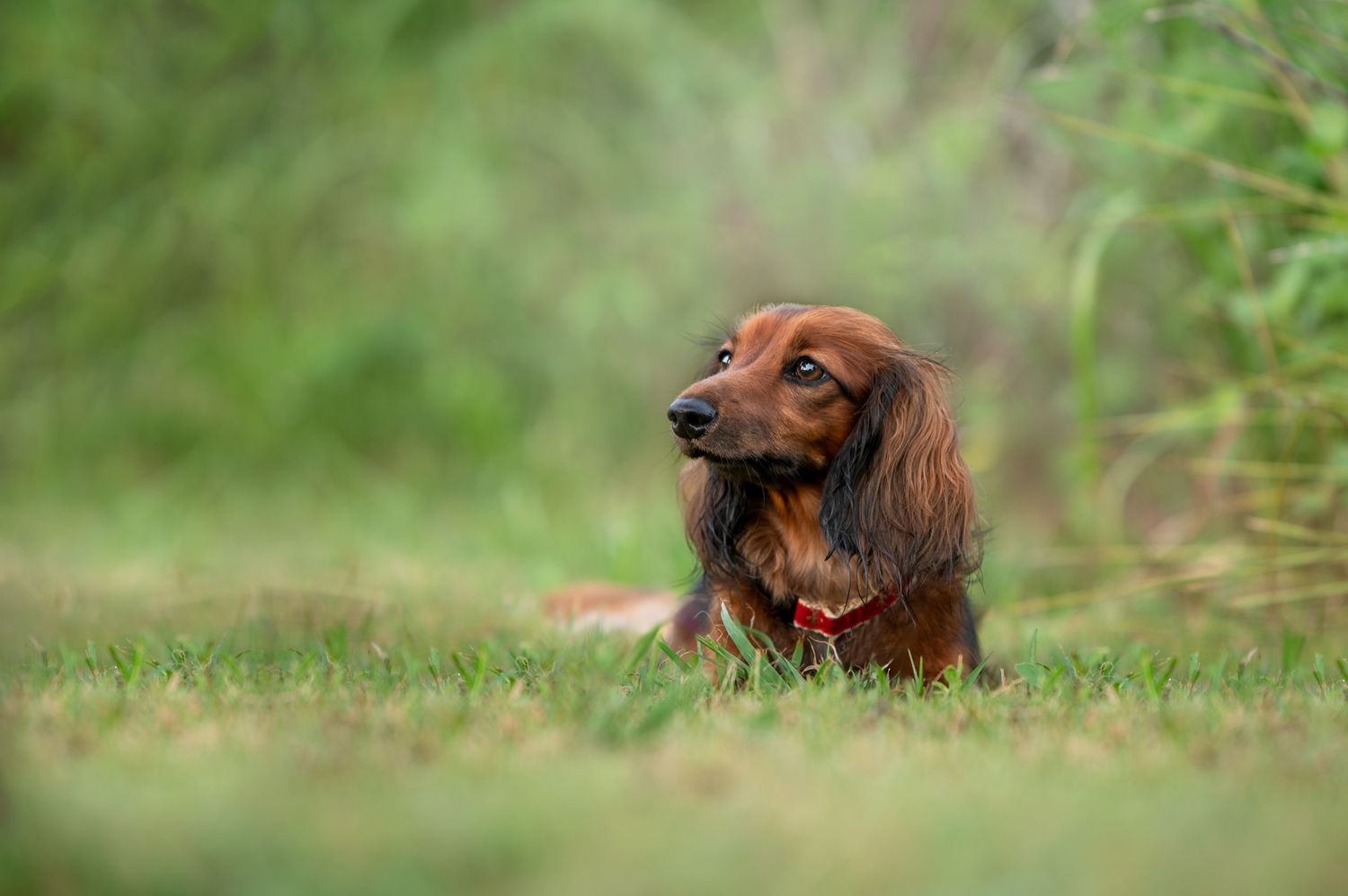 A long-haired dachshund sitting in green grass with a soft focus natural background.