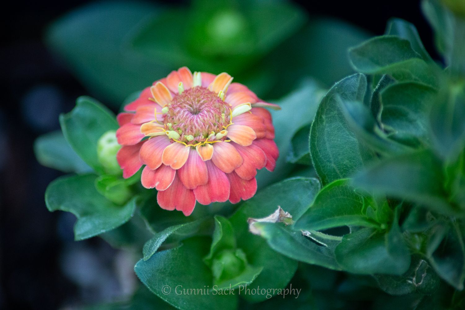gunnii sack photography, hi-yo farms, zone9b, strawberry blonde calendula