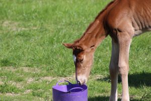 Foal Photoshoots | ALL Photography
