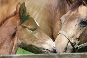 Foal Photoshoots | ALL Photography