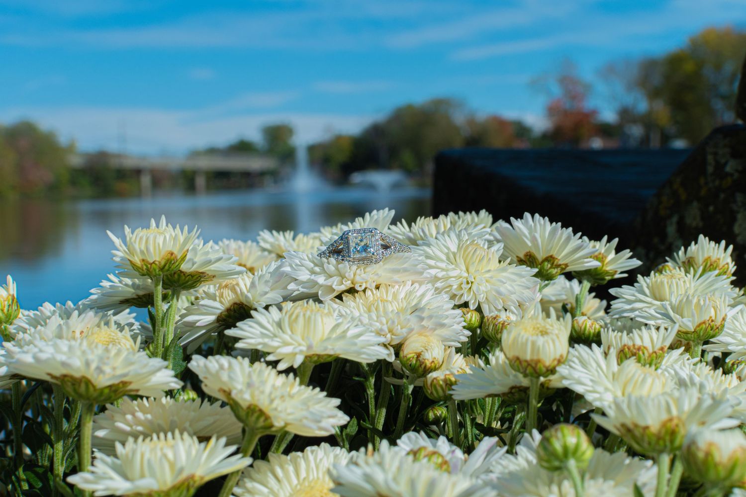 White chrysanthemums blooming by a calm lake on a sunny day.