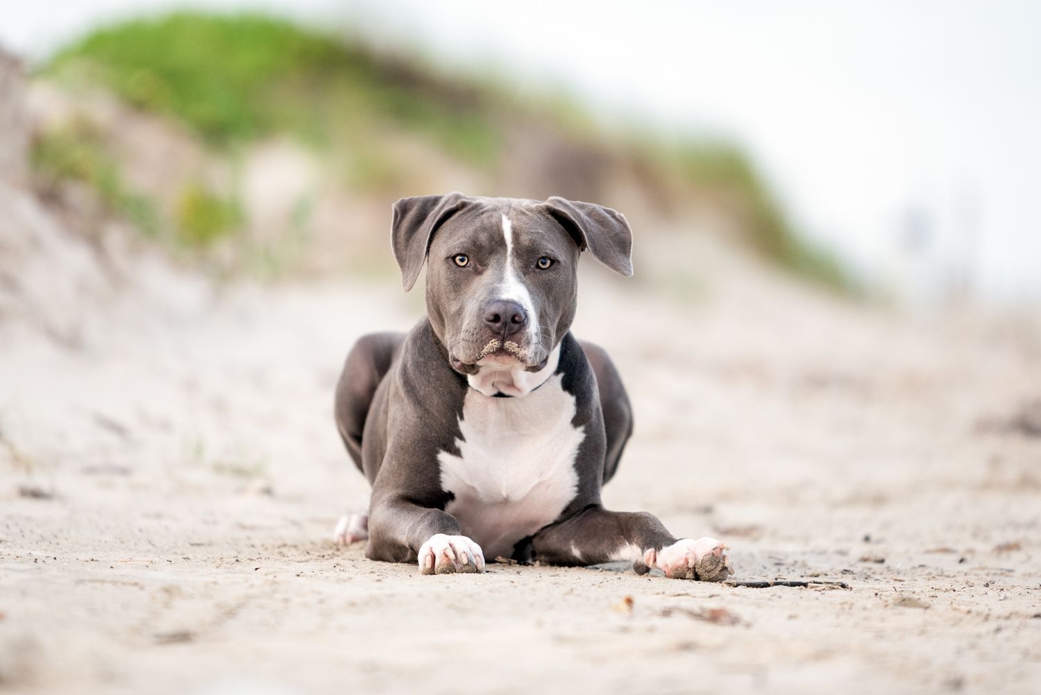 Gray and white pit bull type dog lying relaxed on sandy beach.