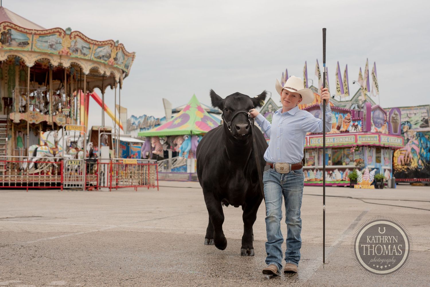 A black show cow with its handler walking past a vintage carousel at a fairground.