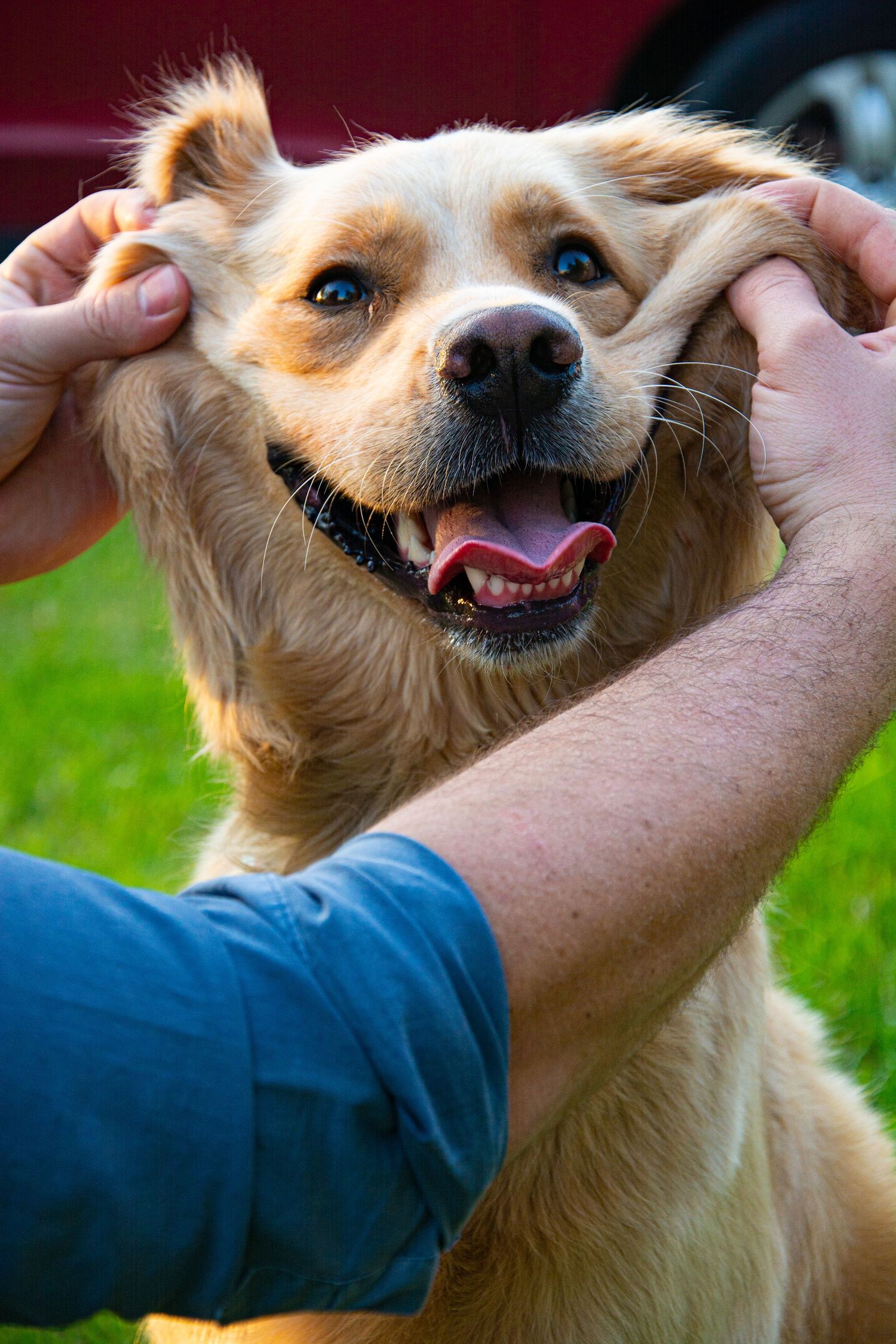 pet photography, happy-dog-portrait.jpeg, pet portraits, family photographer, pet photographer, edmonton, yeg, canada