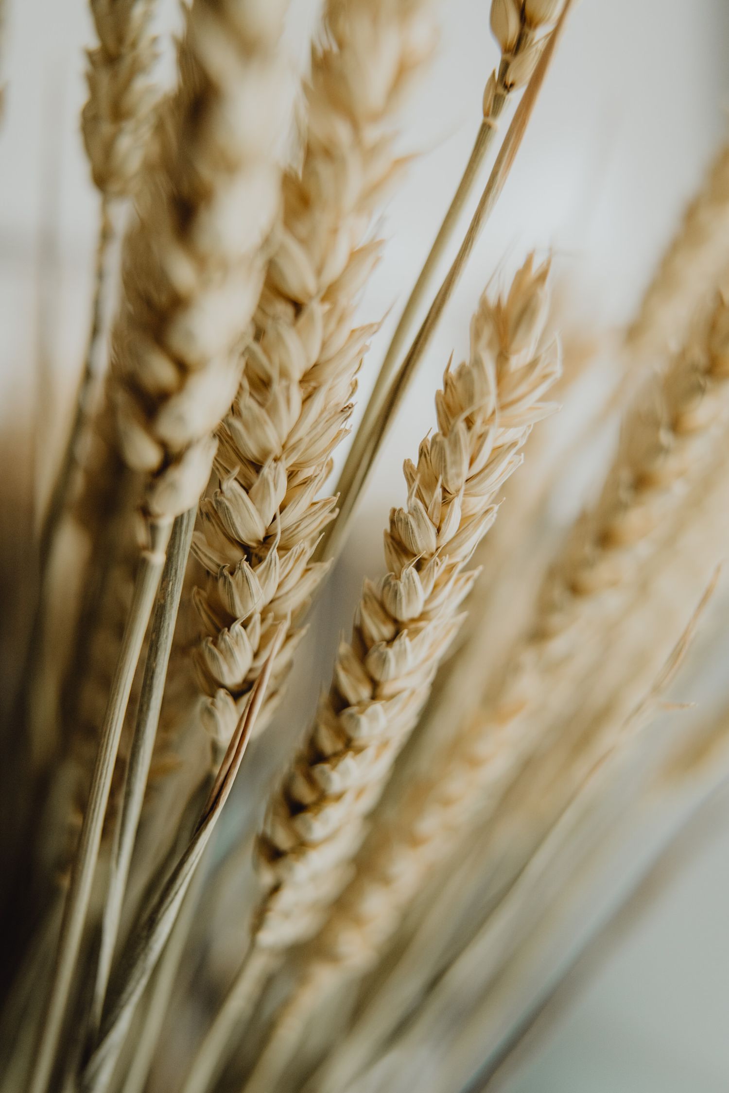 Macro shot of dried wheat stalks in warm sepia tones.