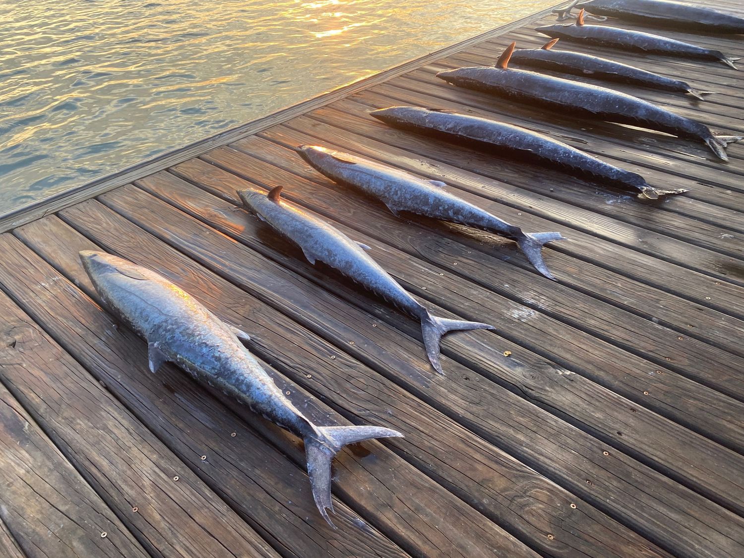 Group of Wahoo caught of the Eastern North Carolina Coast