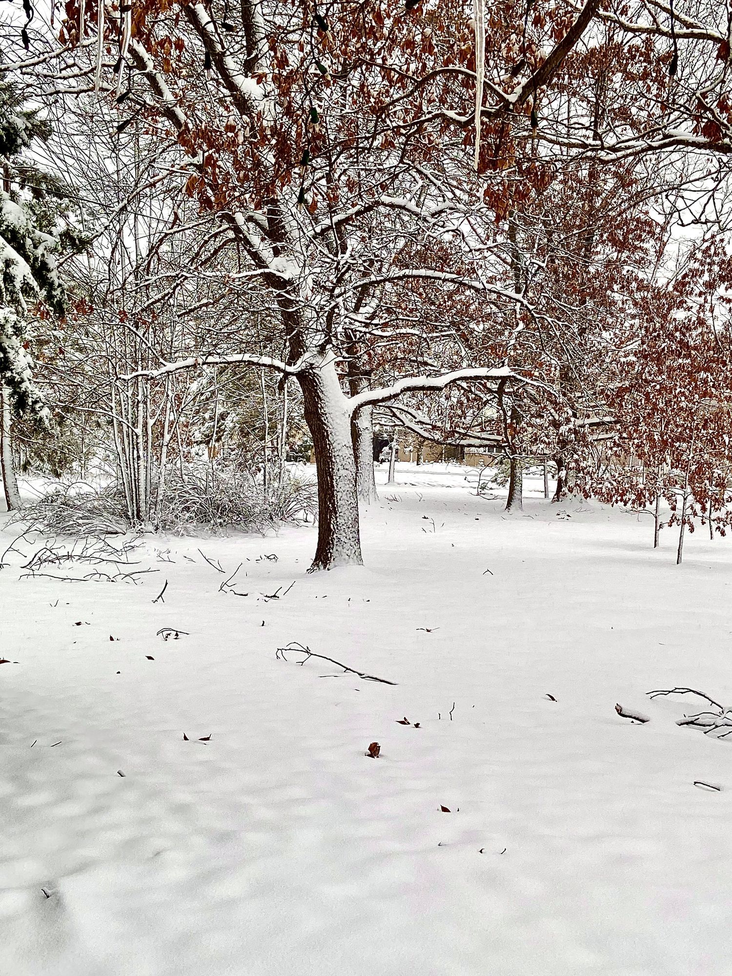 tree covered in snow