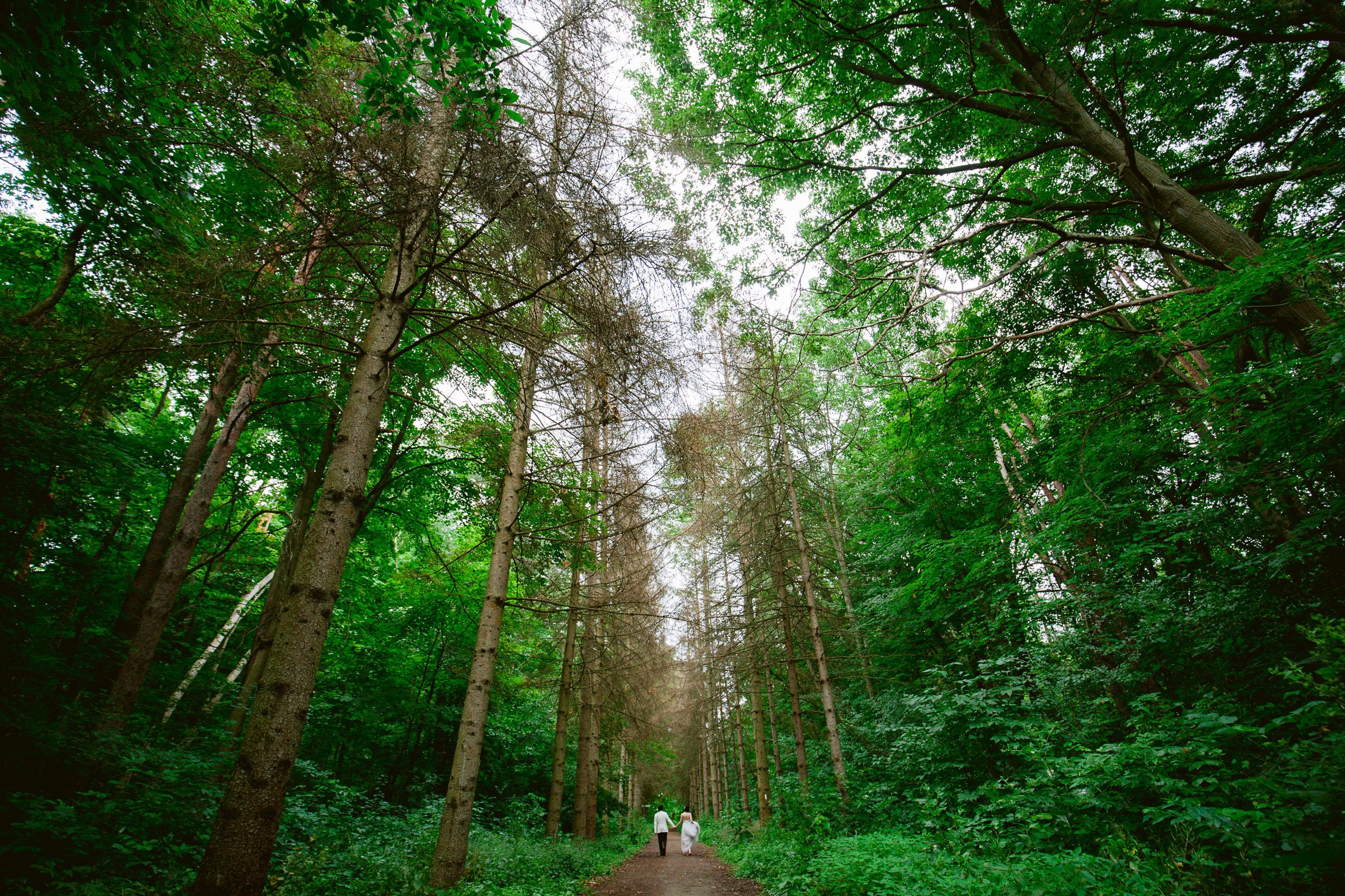 Tall green forest path with towering trees creating natural archway.