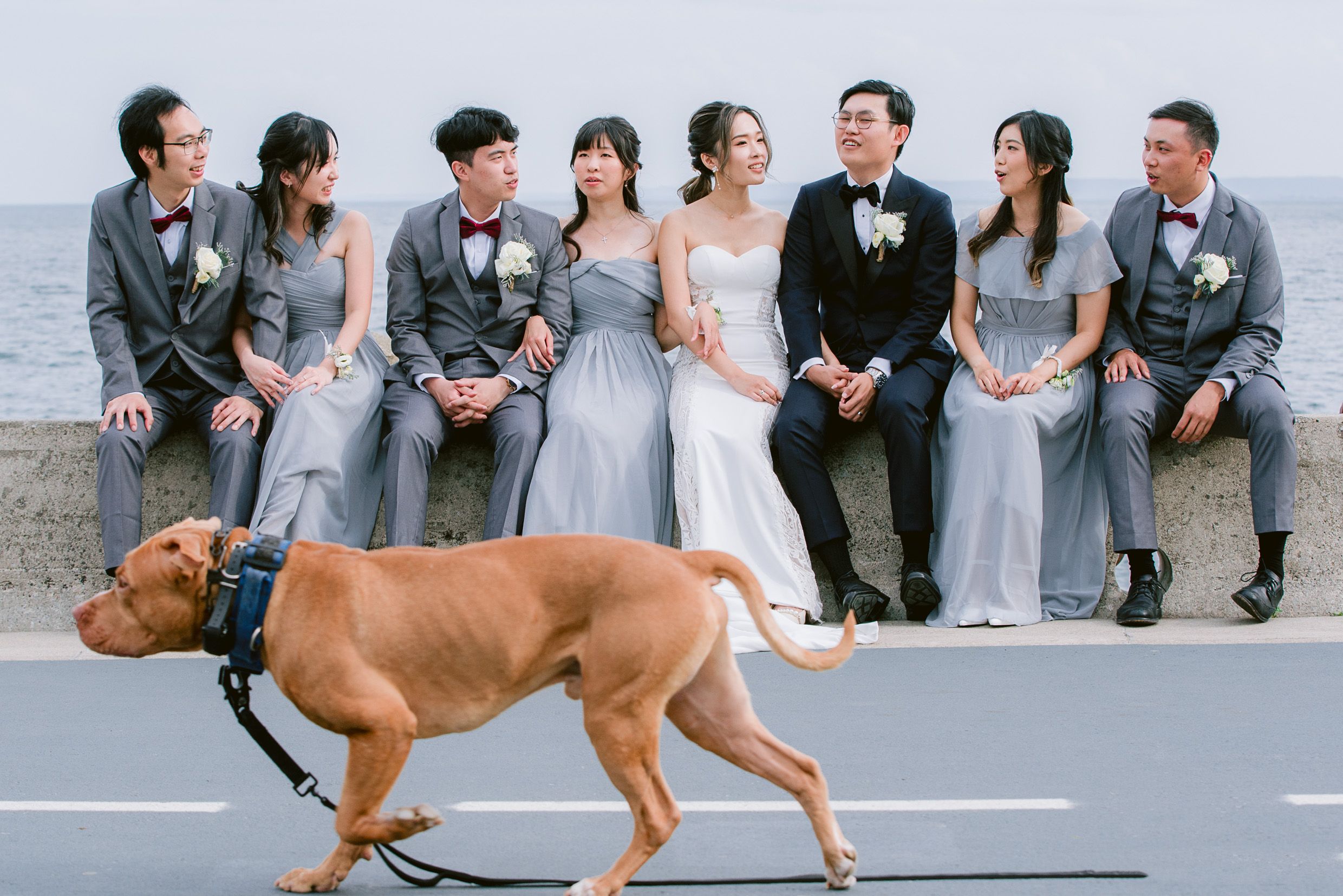 Wedding party in grey attire posed by ocean while brown dog photobombs the formal shot.