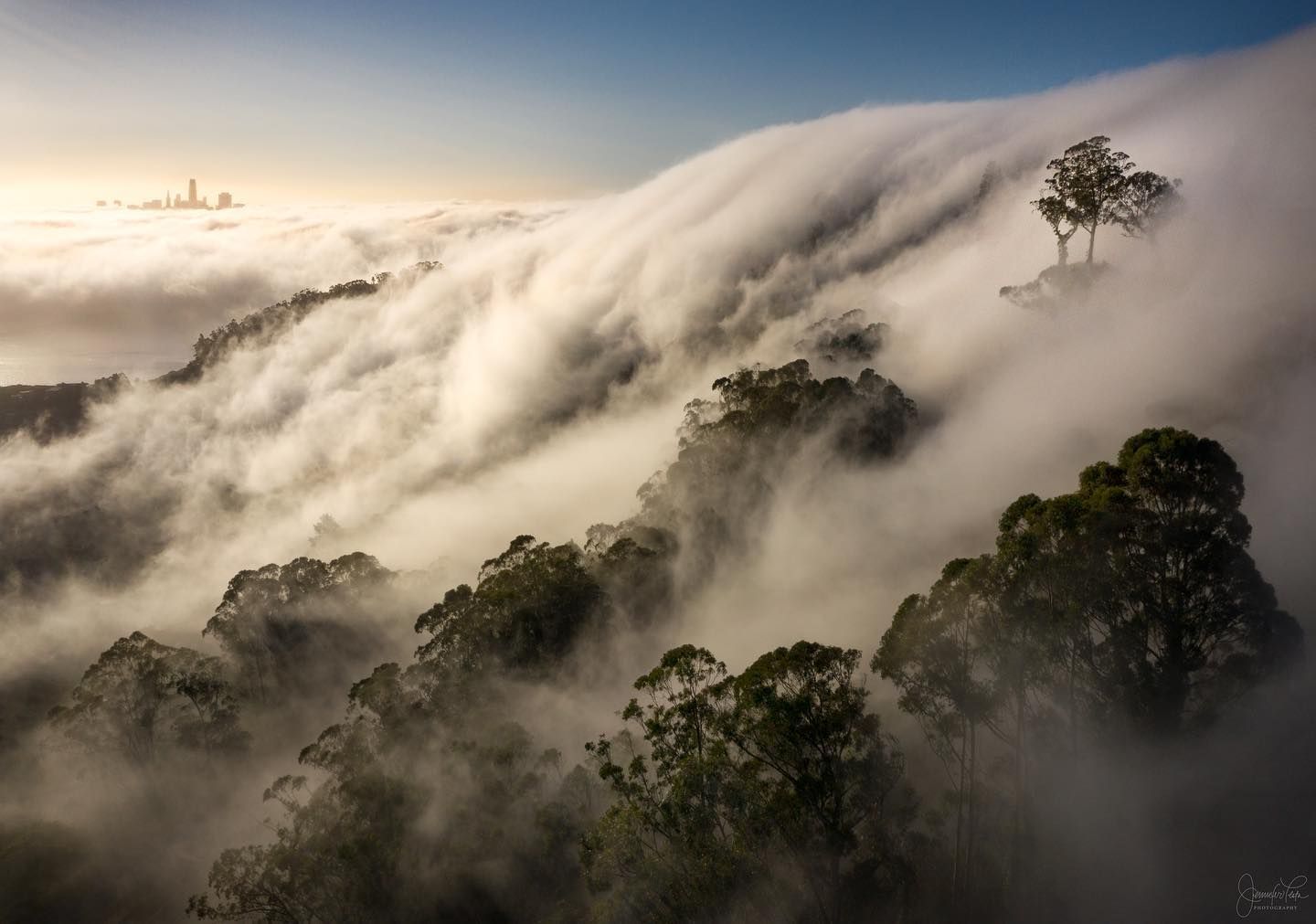 Dramatic fog rolling over forested hills with a lone tree silhouetted against the misty backdrop.