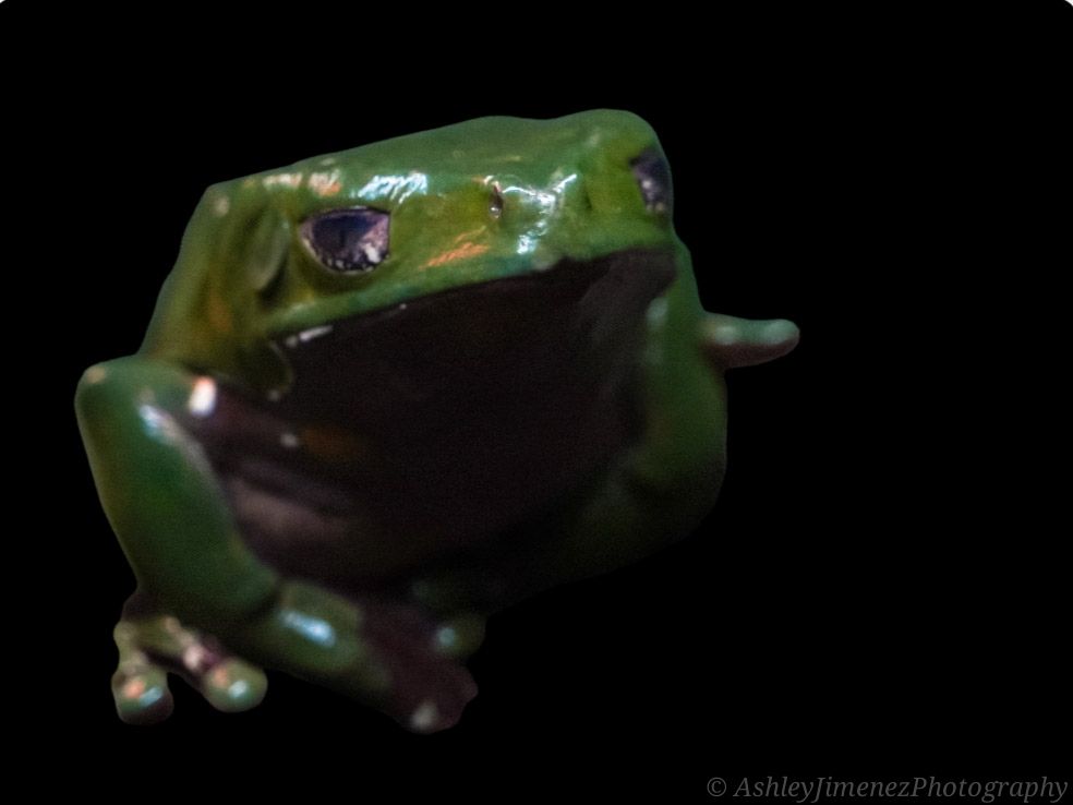 frog
animal photographer
animal photography
wildlife photographer
wildlife photography
Fresno photographer
zoo