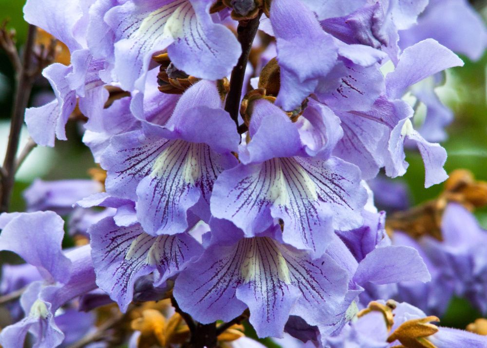 purple flower powton