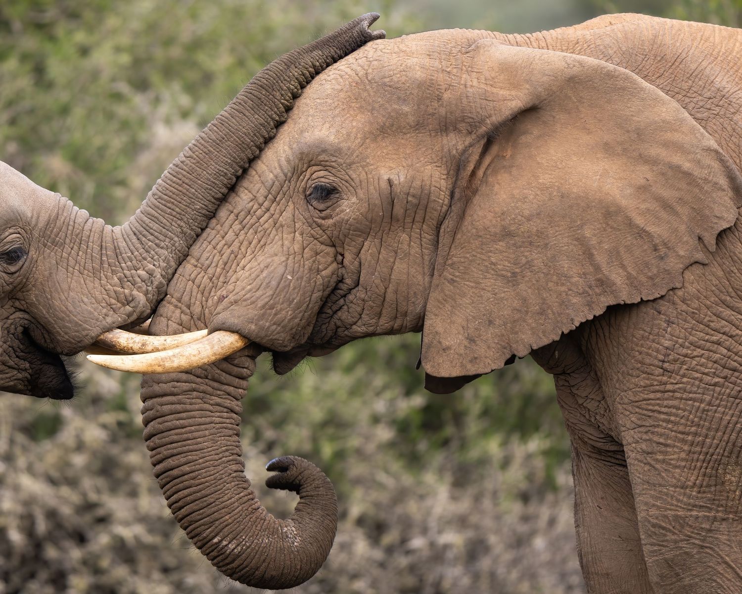 African elephants with their trunks and tusks in profile view.