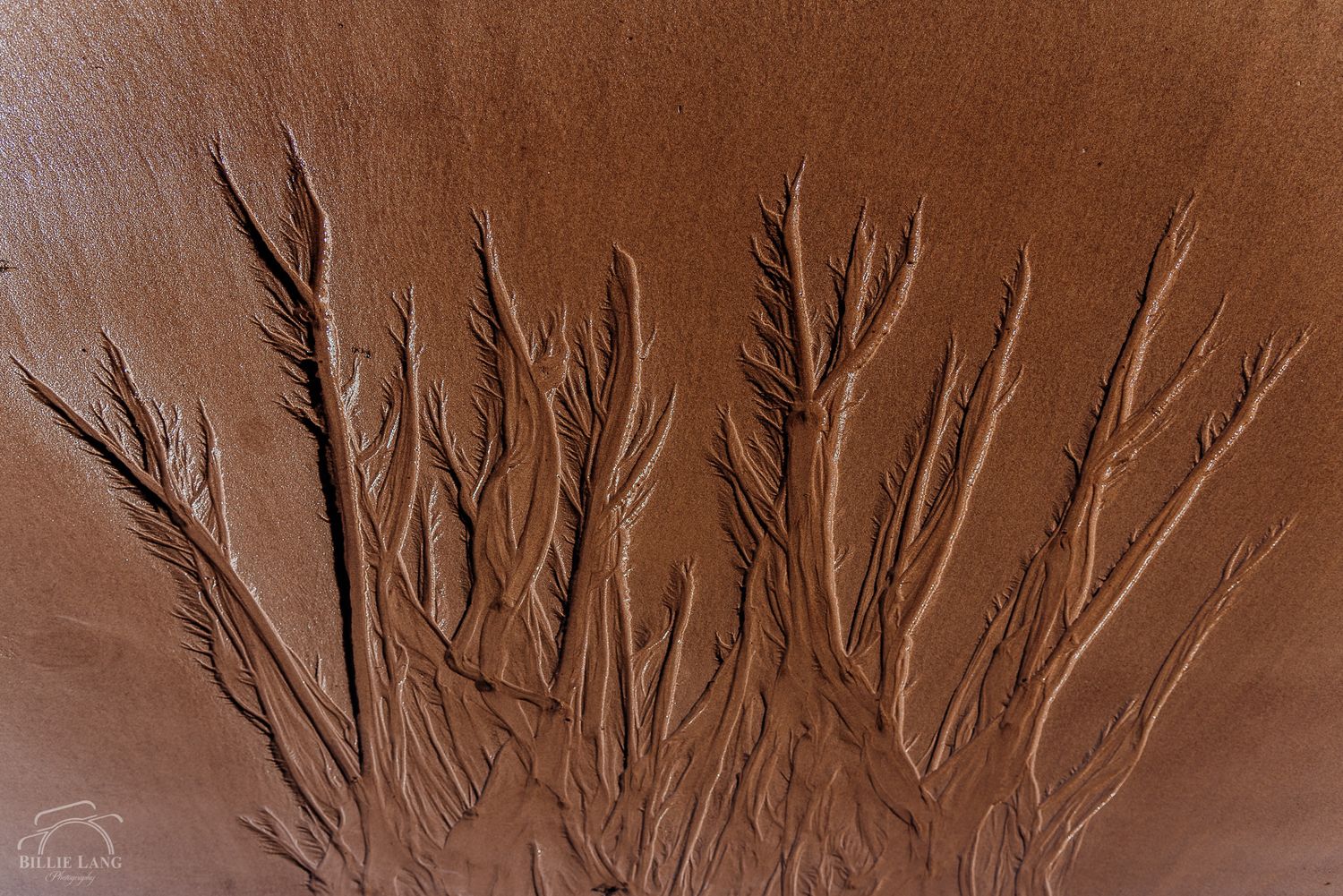 Abstract pattern of branching lines etched into brown surface resembling tree branches.