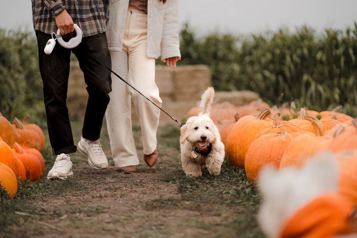 Holiday Pumpkin Patch Photoshoot in Bay Area, San Francisco California