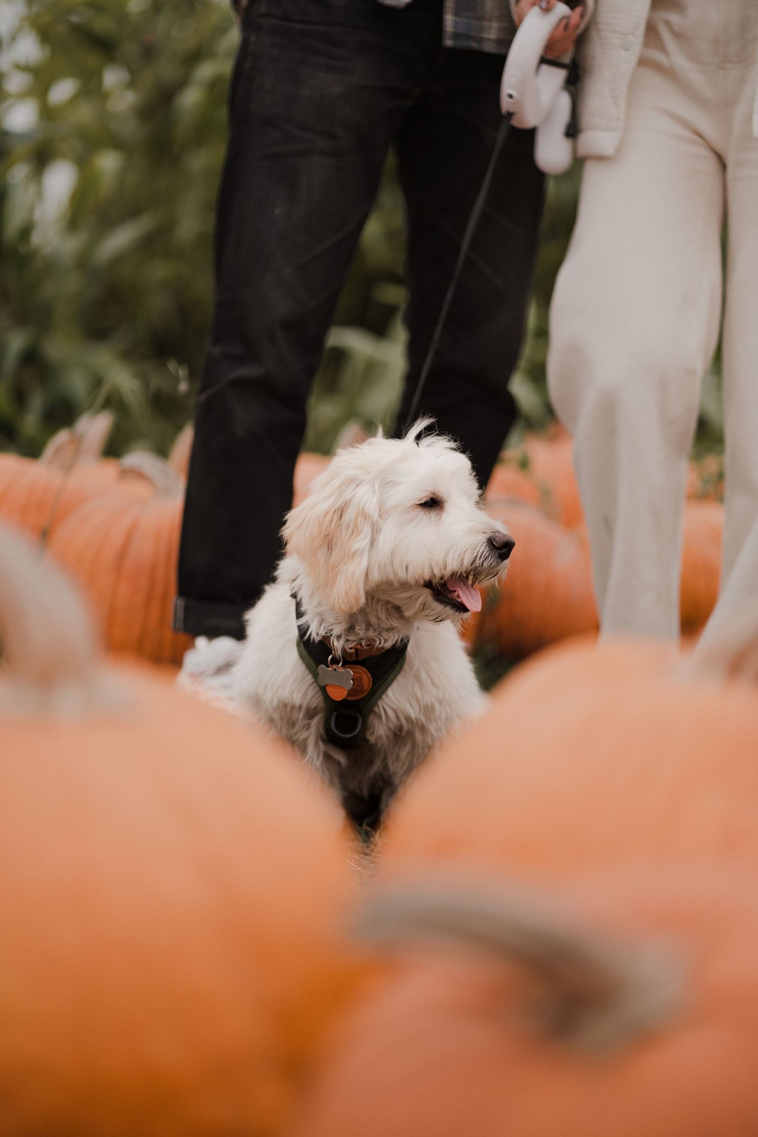 Holiday Pumpkin Patch Photoshoot in Bay Area, San Francisco California
