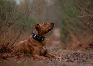 hondenfotograaf, dogphotographer