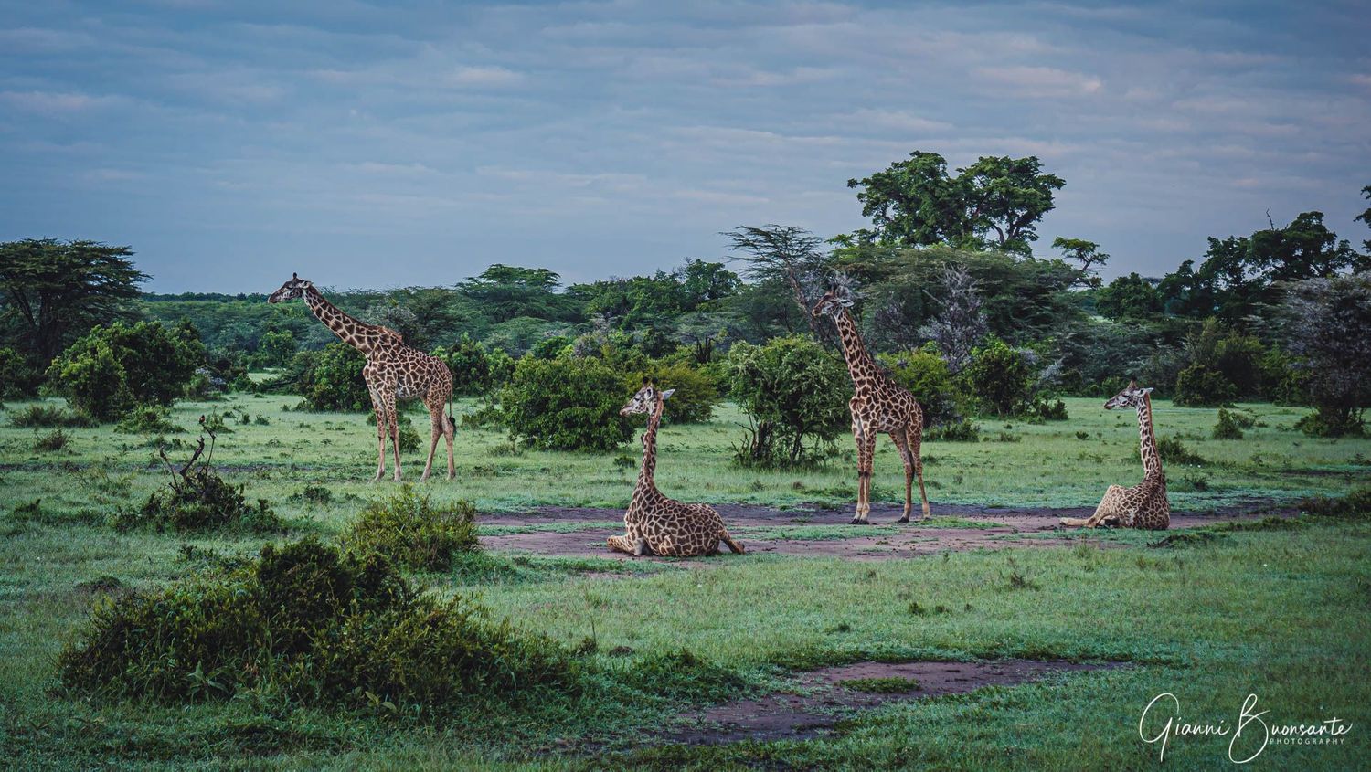 Wildlife & Safari photographer