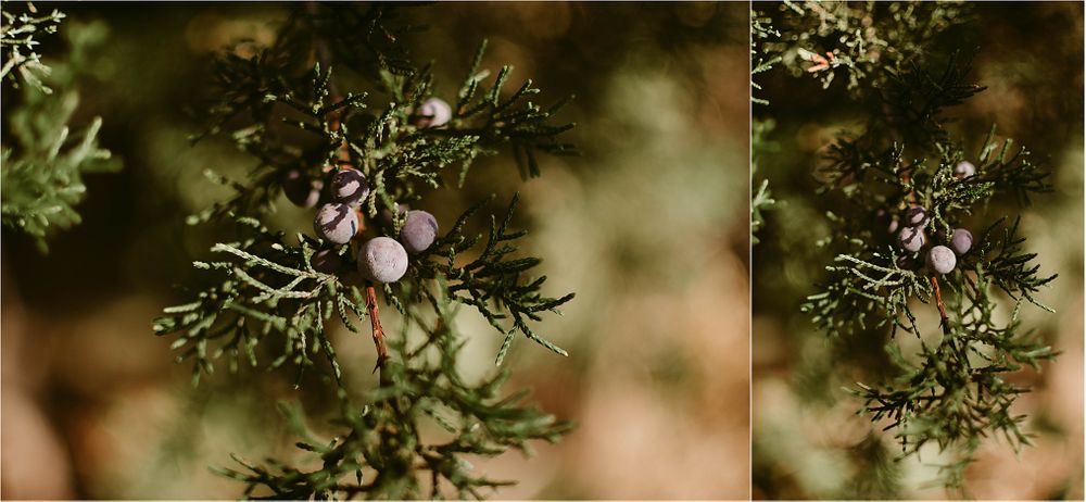 Juniper berries and evergreen branches captured in warm autumn light.