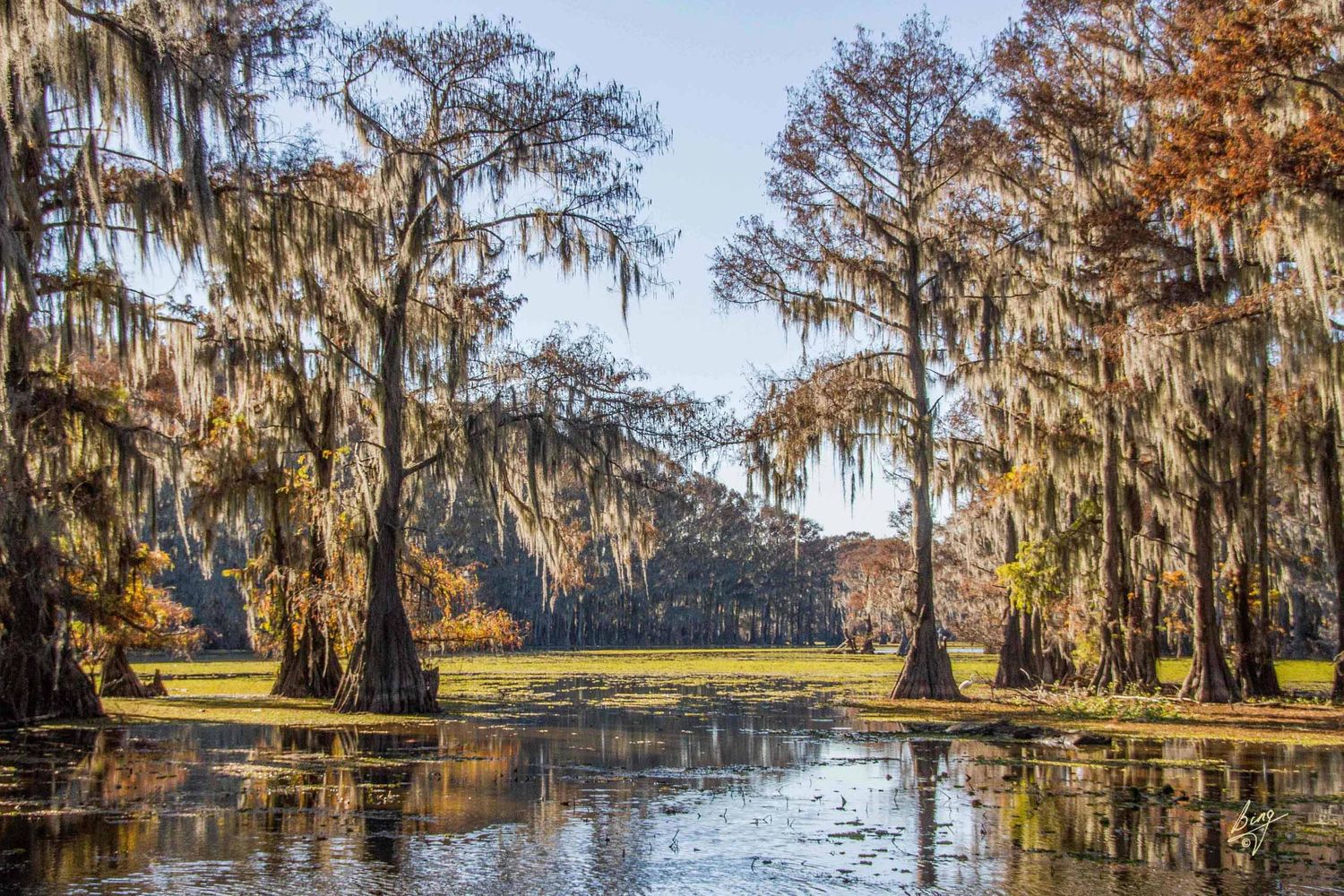 Giant Cypress trees, Caddo Lake, TX
