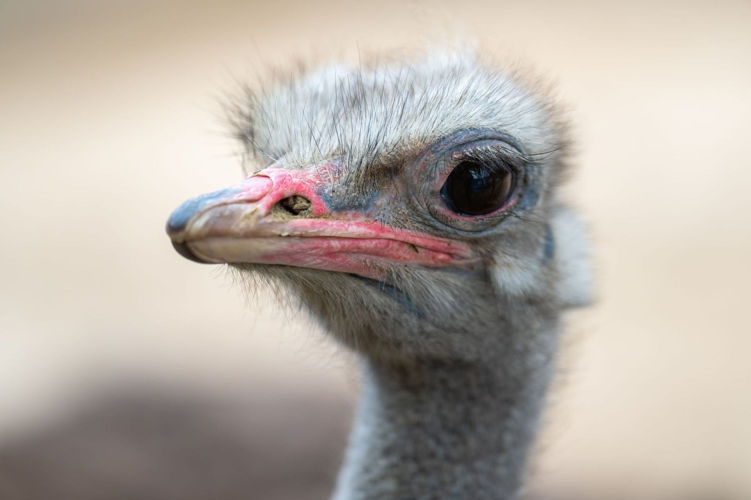 Close-up sequence of ostrich faces showing distinctive features and expressions.