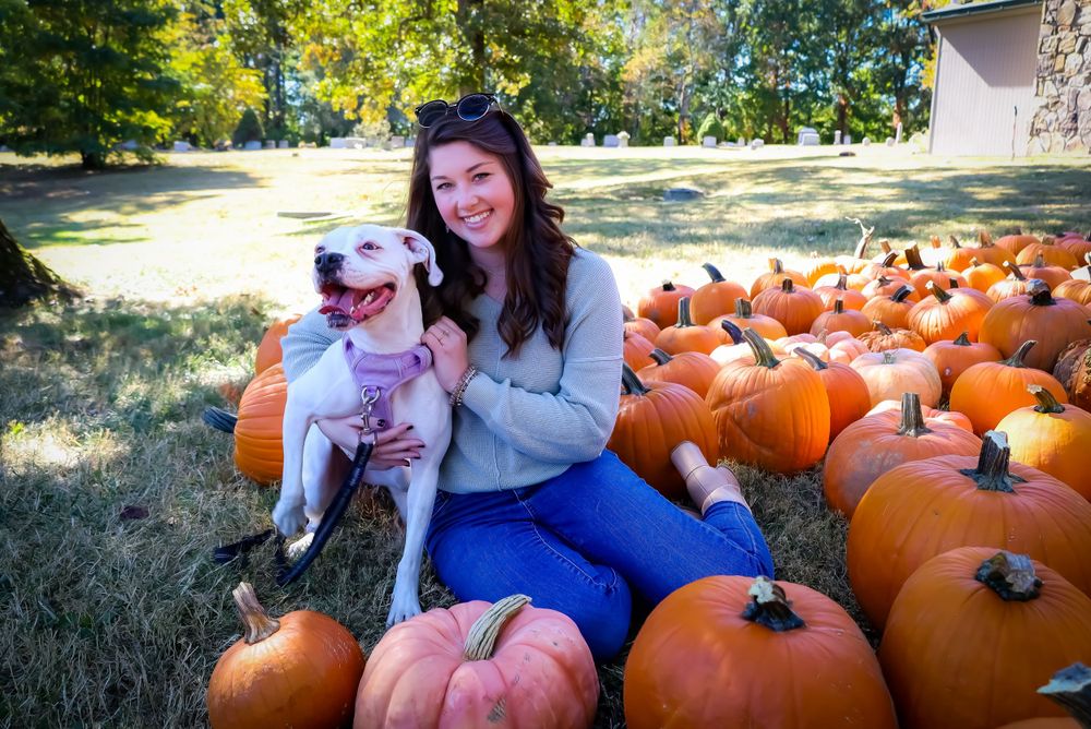 Fall scene at pumpkin patch with orange pumpkins scattered on grass.