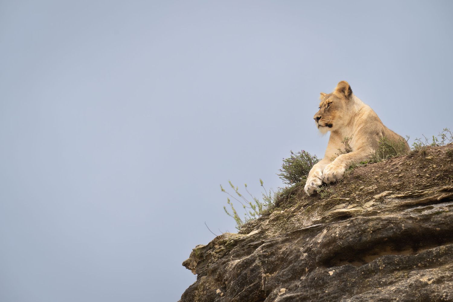 Pride of lions resting on elevated rocky outcrop against cloudy sky.